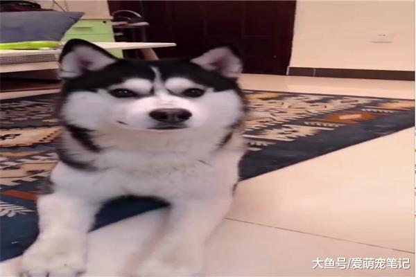 小二哈拆家被主人教训，逃走后居然被狗爸拽了回来，这爹好称职