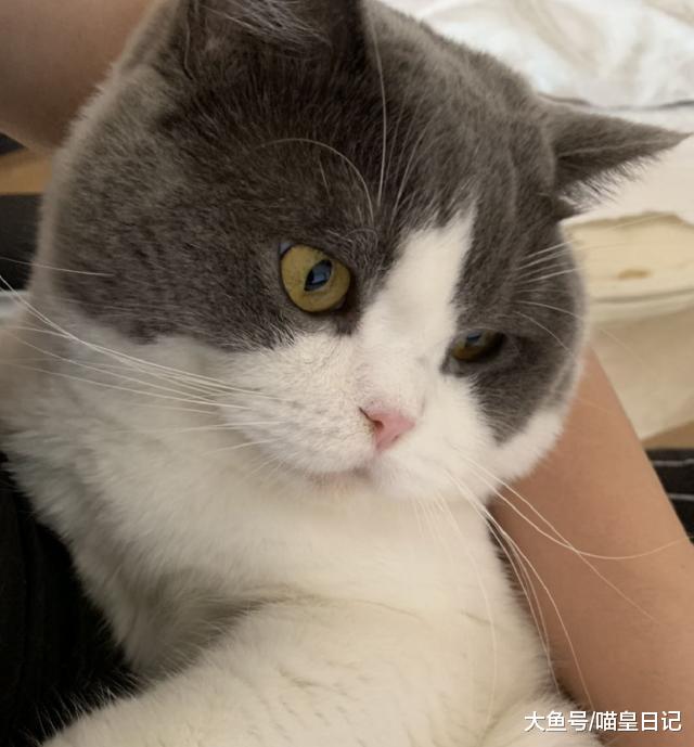 公猫为何都是“妻管严”？并非好男不跟女斗，而是真的打不过