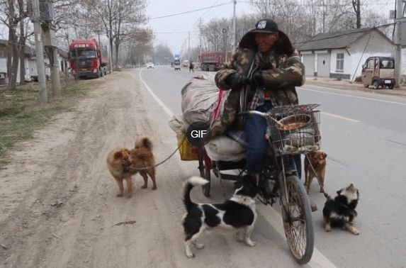 老人收养了四条流浪狗，每天一起收破烂，不离不弃好感人