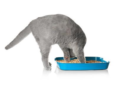 猫奴不解，为什么猫咪如厕后特别high？其实它是在保护自己