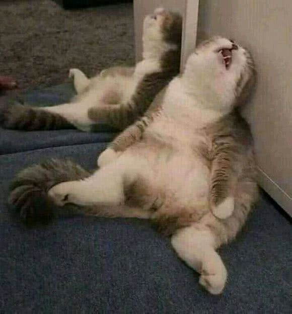 猫薄荷能让猫咪变乖！我信你个鬼！快来人啊，我家猫疯了