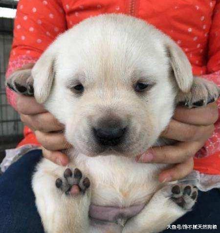 养了拉布拉多，你会羡慕不已，有这5种甜蜜的”烦恼“