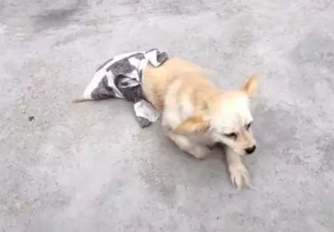 十几只狗狗残疾瘫痪，后腿被布包住，救助站的日子捉襟见肘