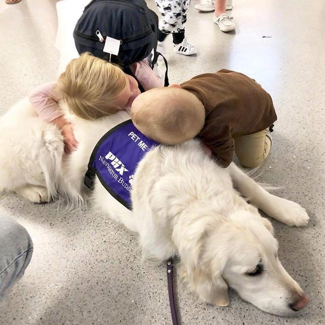 金毛服务犬为乘客解压，全年工作无休，靠努力获得来往游客认可！