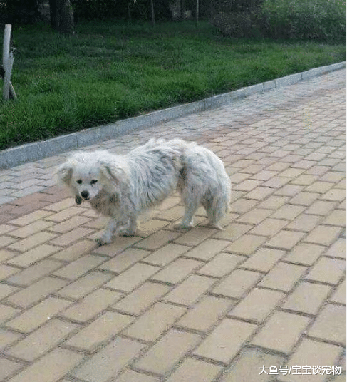 好心人解救了一只可怜的流浪狗，没想到它回报给大家一份大礼！