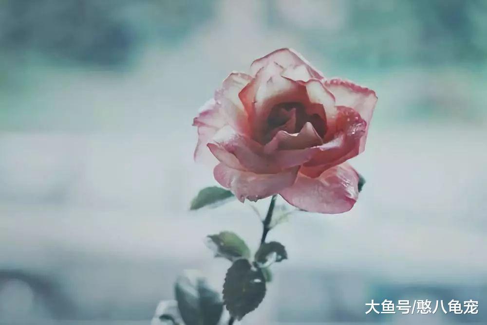 小隐的素言素语: 馥郁, 含着香而来。