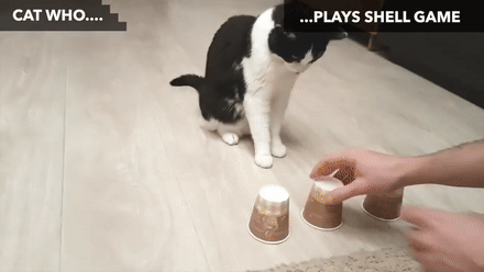 猫咪都会做啥？你想得到吗……