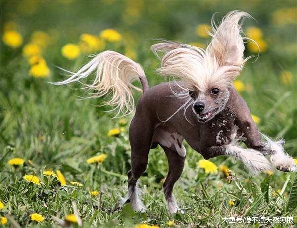 5種不掉毛的狗狗，簡直是毛發過敏者的“福音”！