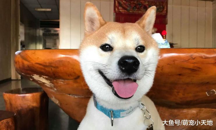 柴柴坐床铺上打瞌睡, 下秒伴随惨叫倾斜摔地, 吓的全家定格3秒