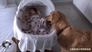 女主人生了宝宝，告诉金毛有“妹妹”了，结果把它当宝一样