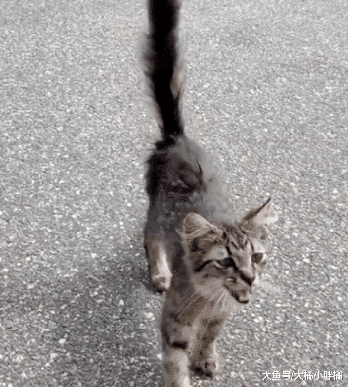 小猫主动吸引女孩注意，旁边狗子吼叫挑衅，被收养后跟狗子杠上了