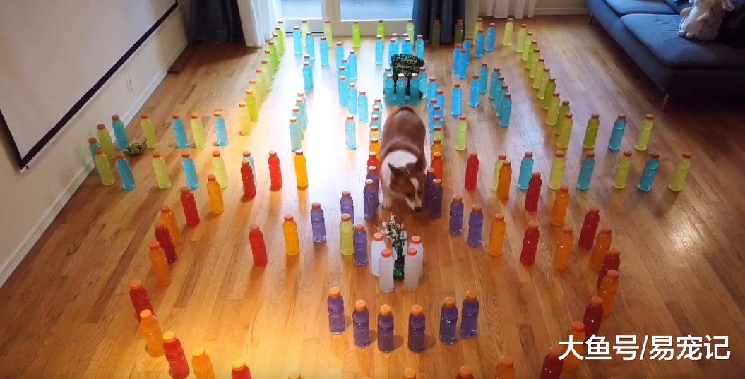 柯基勇闯迷宫阵，复杂的局都难不倒，却被一物降住