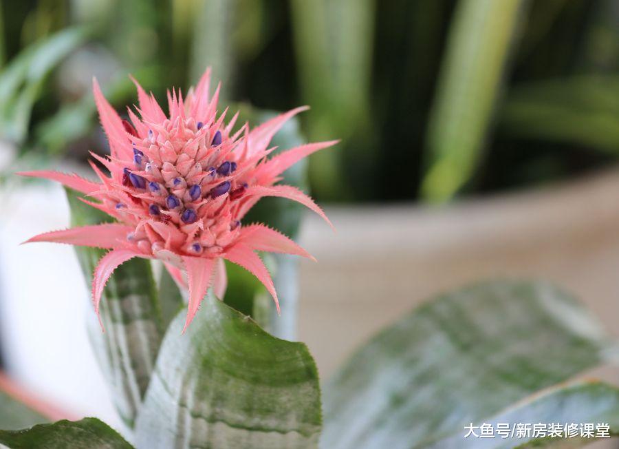 好養活還功能強大的綠植，一定要看過這4種再說話！