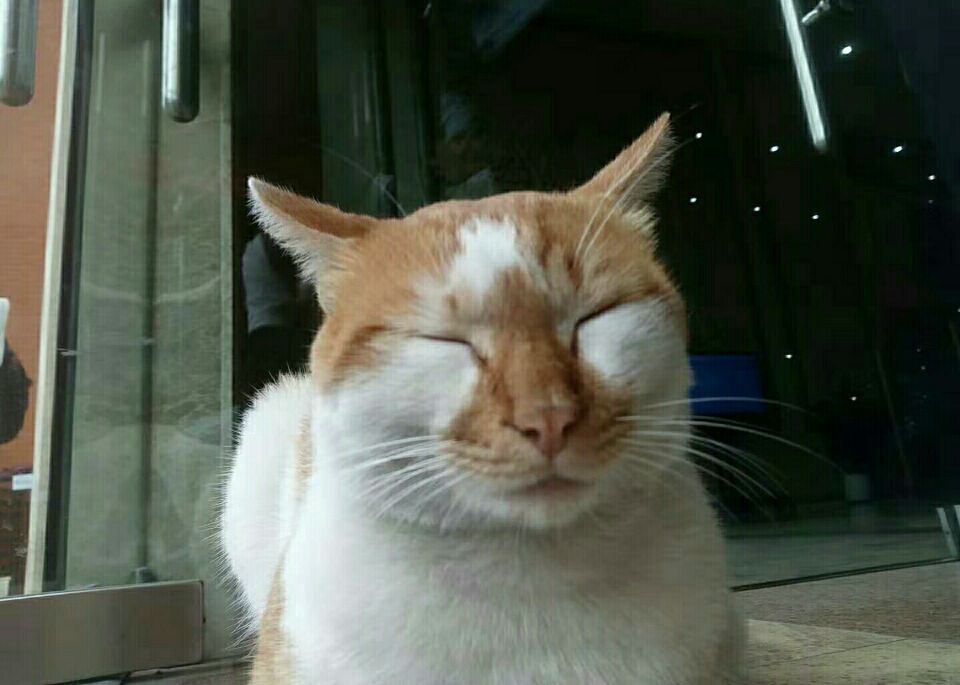 一只很亲近人的橘猫，吃胖了以后就变了，整天都睡觉