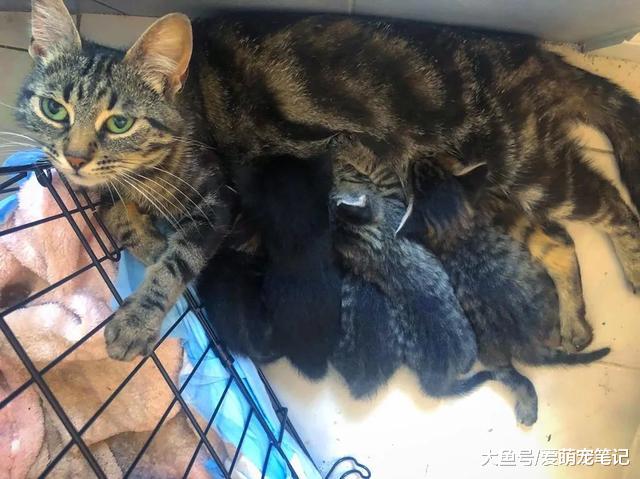 男子发现6只流浪猫，捕捉仅用30分钟就收工，全靠猫妈一家太配合