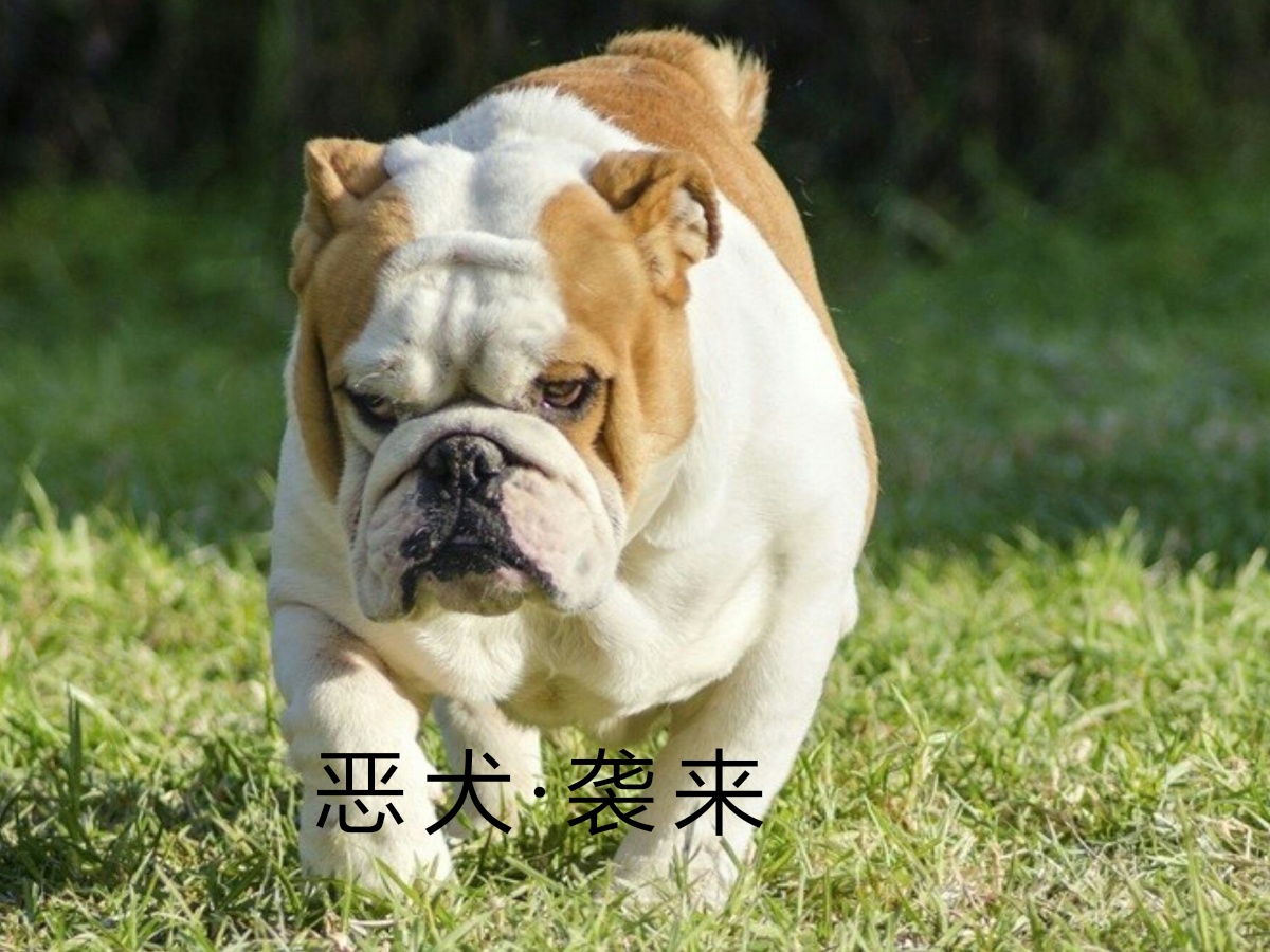 平时遇到恶犬，应该怎么办？教你两招轻松化险为夷