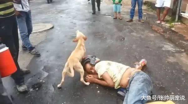 网友出门买早餐，发现一醉汉躺路中央，一旁狗狗的举动让人暖心