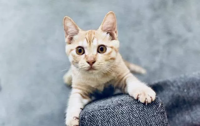 8年养猫经验告诉您，别给猫买这些东西，猫咪根本用不到