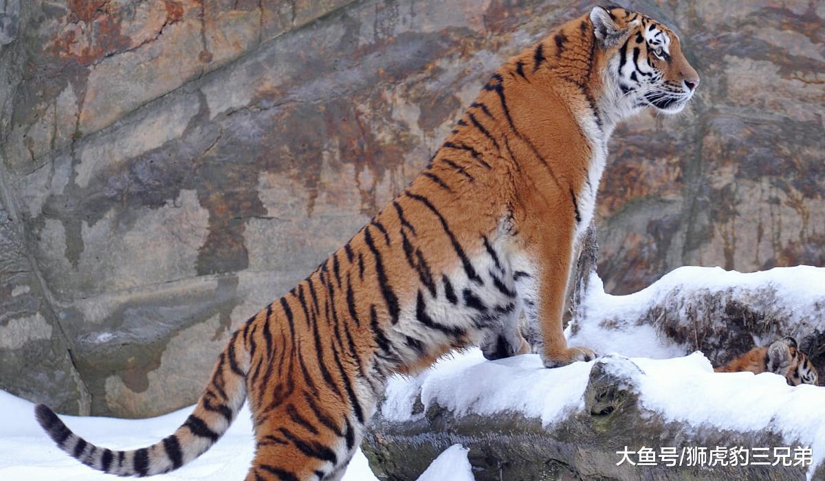 巴巴里獅是否被過譽了？實際上它連東北虎都打不過？