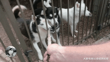 网友测试二哈智商，结果发现了“高材生”，沙里还是有金子