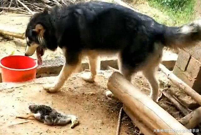 国庆还没过完，我和狗就被老妈撵走了，再不走全村的鸭子都没了