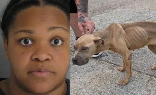 美国女子将狗从车窗外扔出遗弃，被扔狗狗骨瘦如柴严重营养不良