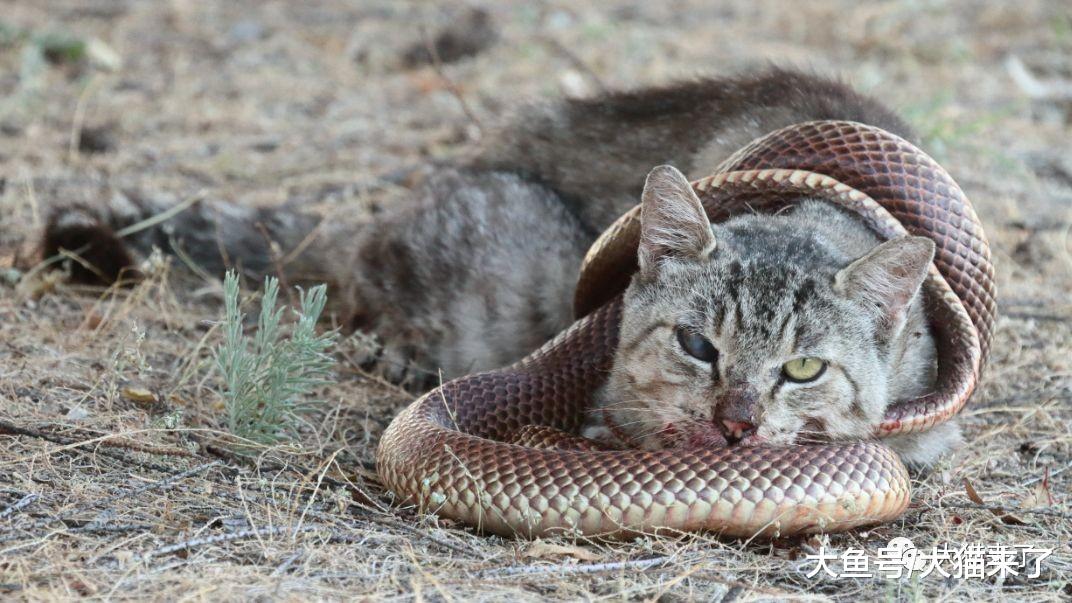 蟒蛇▲猫科动物真的不怕蛇？看下它们都是怎么被蛇杀死的