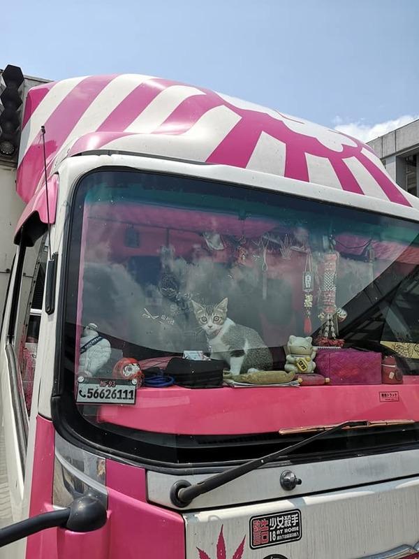 猫咪成为货车司机跟班，坐玻璃窗前看风景，连出门都是藏在挎包中