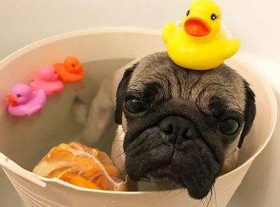 新手必看：如何正确饲养巴哥犬