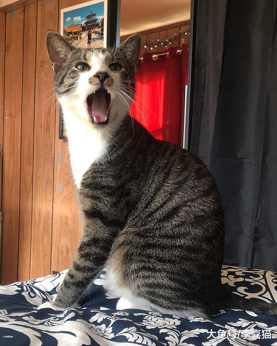 别以为给猫咪富足的物质生活就能得到它的爱, 精神需求也要考虑到