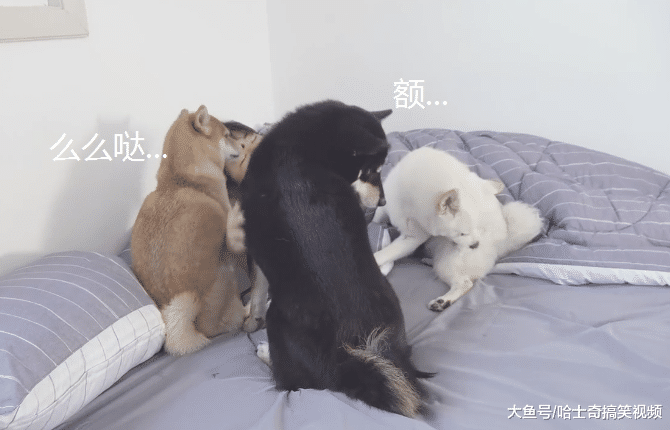 3只柴犬叫主人起床，结果中途“叛变”，女主：白养你们了