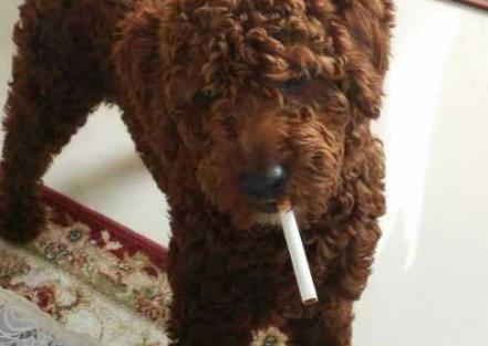 泰迪就愛吸摩托尾氣，在排氣管吸個不停，網友：狗中煙民