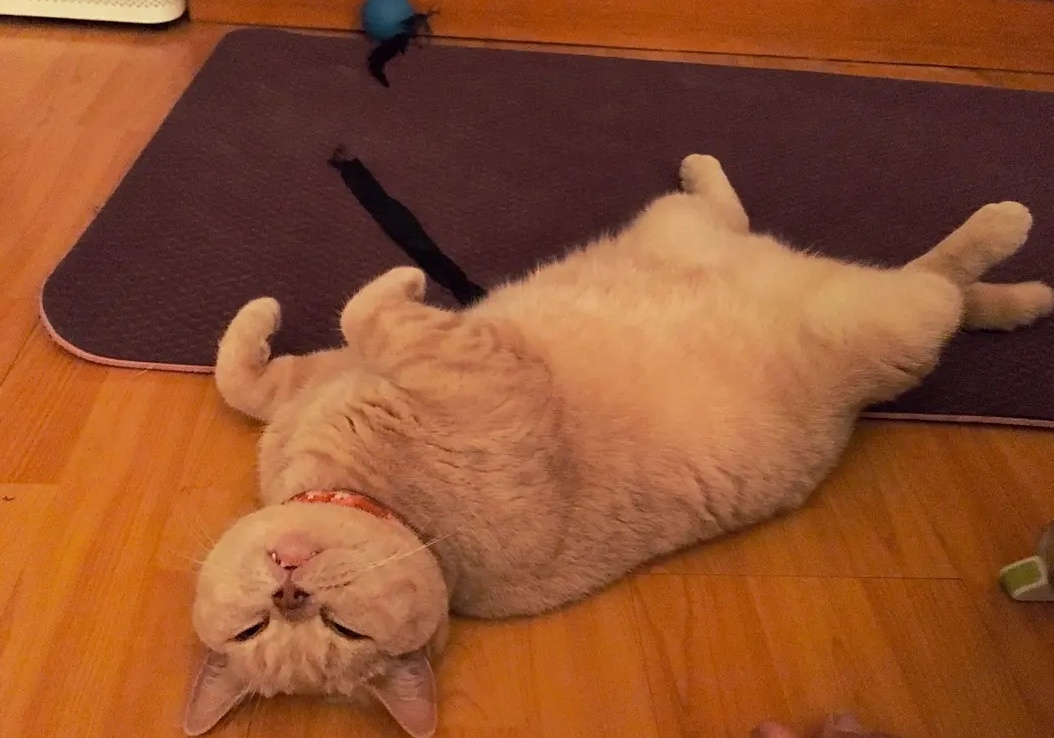 你知道吗？还可以看猫咪的睡姿，猜它究竟有多爱你！