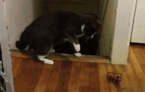 喵星人是最容易發生意外的“高危物種”