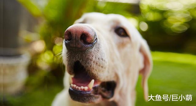 当狗狗年纪大了，它们会发生什么样的变化，会有哪些疾病困扰？