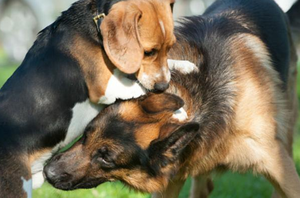 狗狗不理解这四个动作，会误认为是在捉弄它，铲屎官当心它发怒。