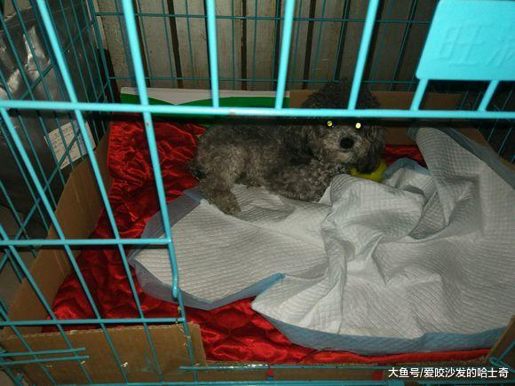 怀孕的泰迪生了两只狗宝宝，主人给狗妈妈喂鱼汤时，噩梦就开始了