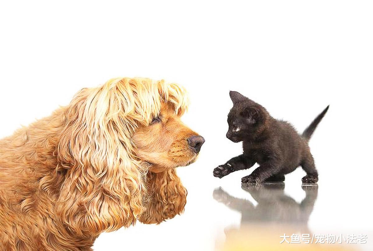 都说狗害怕猫，主要就是因为打不过它？其实是你被表象给误导了