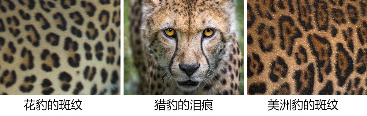 美洲虎与美洲豹是两种动物？实际上它们都指同一种动物