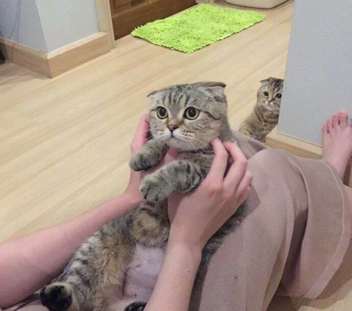 当猫咪进了男生宿舍