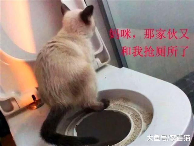 辟谣，小猫喜欢陪主人如厕并非担心安全，四点心理因素说明关键