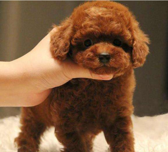 泰迪狗4宗罪，选狗之前认真思考是否要养泰迪狗，过来人对泰迪狗的一些描述