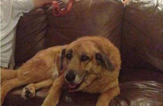 狗狗用一生陪伴了主人15年，去世前竟然给主人留下这样一份礼物