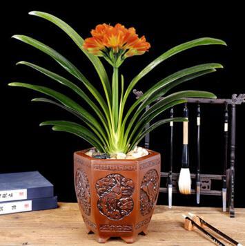 你的花一蔫就浇水，难怪养1盆死1盆！再不注意这些细节会出问题哟