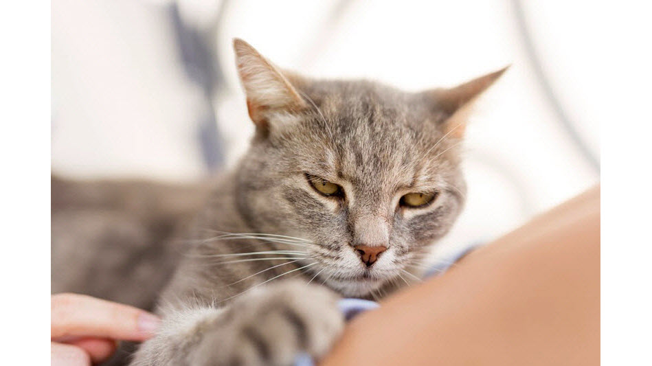 当心，猫咪生你气了，不看后果很严重（二）