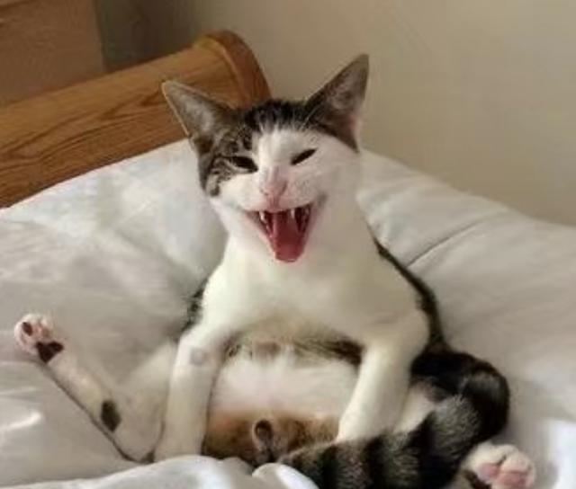 绝育后的公猫醒来，发现蛋蛋不见了！这表情有股蛋蛋的悲伤！