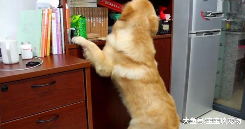 主人吃鸡腿后假装食物中毒，金毛会救主人？它竟然“求神拜佛”