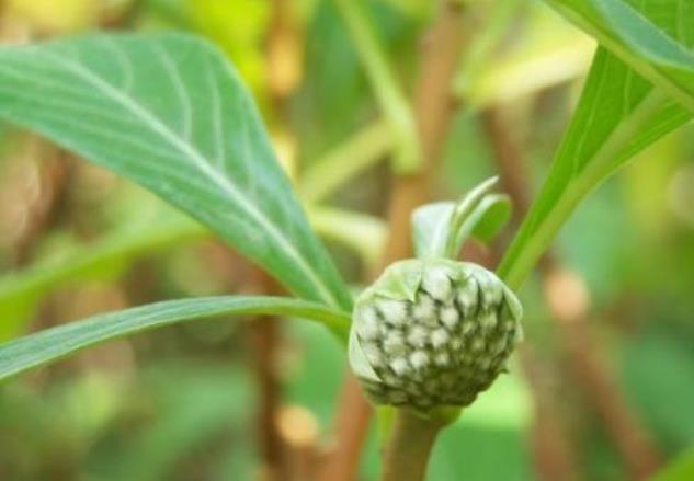 糖尿病？别慌？多吃3种“零食” 血糖不再“兴风作浪”