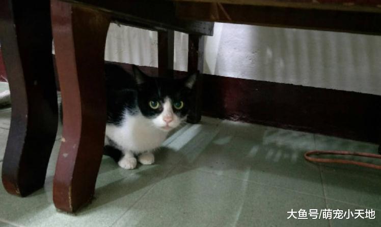 舅舅过世留下猫，她带回家1年后养胖，终于信任家人开始互动