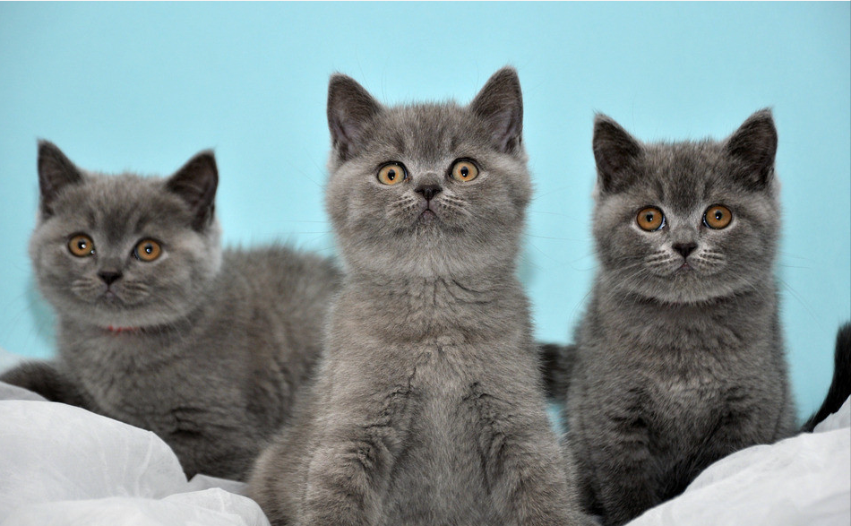 主子抱怨猫咪爱打架 猫: 是你的“教育”方式有问题!